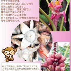 アケビバナナ　苗 約60㎝‼️の画像