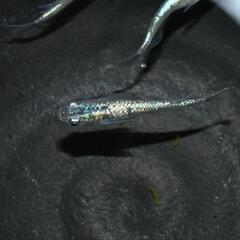 メダカ　ネプチューン　幼魚〜若魚5匹セットの画像