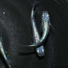 メダカ　ネプチューン　幼魚〜若魚5匹セットの画像
