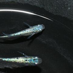 メダカ　ネプチューン　幼魚〜若魚5匹セットの画像