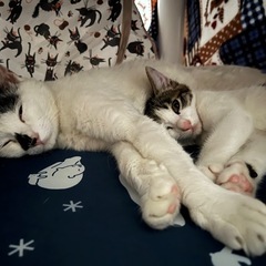 近所の野良猫を保護しました