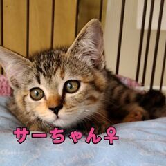 さーちゃん　♀