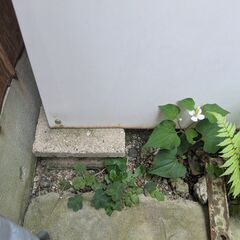【バラシて】物置【あります】の画像