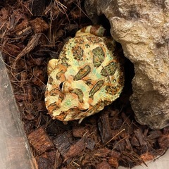 クランウェルツノガエル の画像