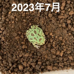 クランウェルツノガエル の画像