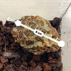クランウェルツノガエル の画像
