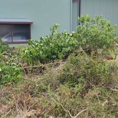 木の伐採　草刈り　