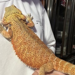 フトアゴヒゲトカゲ　レッド　セミアダルト