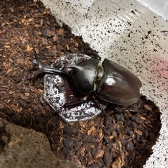 カブトムシ　1匹～（希望があれば追加可能）の画像