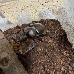 カブトムシ　1匹～（希望があれば追加可能）の画像