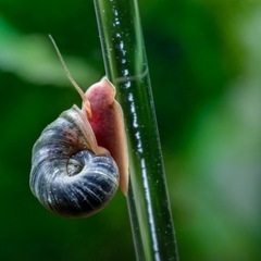 🐌レッドラムズホーンの画像