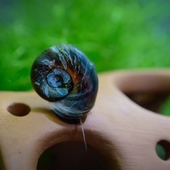 🐌レッドラムズホーンの画像