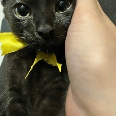 2ヶ月黒猫(尻尾長い子)女の子
