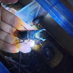 クワガタの画像