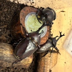 カブトムシ　オスメスセットの画像