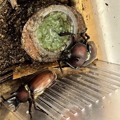 カブトムシ　オスメスセットの画像