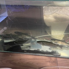※小中渓流魚飼育におすすめ90cmスリム水槽の画像