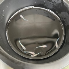 天女の舞（幼魚6匹セット）🐟めだか🐟の画像