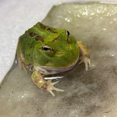 安心size❣️ホオコケツノガエルの画像
