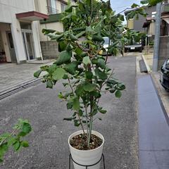 ヘーゼルナッツの木aaの画像