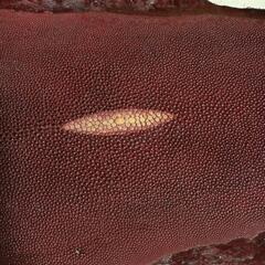 エイの革の画像