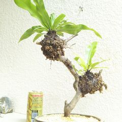 オオタニワタリの画像