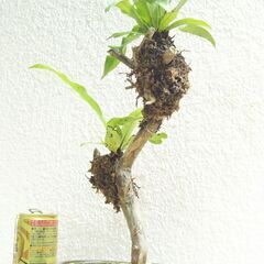 オオタニワタリの画像
