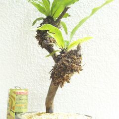 オオタニワタリの画像