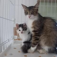 長毛の母子