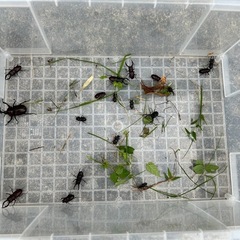 カブトムシ、クワガタ計18匹セットの画像