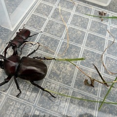 カブトムシ、クワガタ計18匹セットの画像