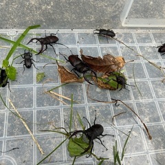 カブトムシ、クワガタ計18匹セットの画像