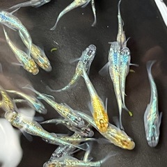 メダカ無人販売🐟の画像