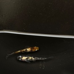 【お盆休み特価あり】めだかの若魚、卵等の販売 の画像