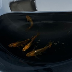 【お盆休み特価あり】めだかの若魚、卵等の販売 の画像