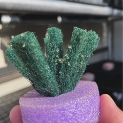 【お盆休み特価あり】めだかの若魚、卵等の販売 の画像
