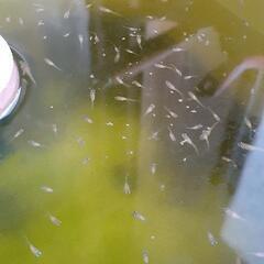 めだか🐟🐡🐠稚魚10の画像