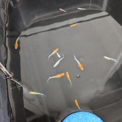 ミックスメダカ　10匹　成魚　お買い得の画像