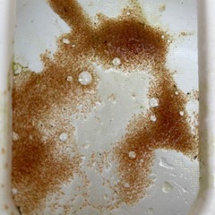 ①ゾウリムシ　ミジンコセットの画像