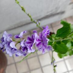 値下げガーデニング デュランタ 70cm 弱の画像