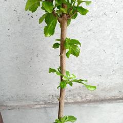 値下げガーデニング デュランタ 70cm 弱の画像
