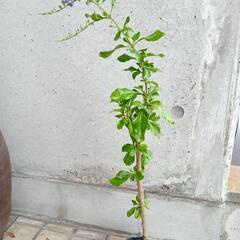 値下げガーデニング デュランタ 70cm 弱の画像