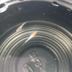 7/13めだか販売の画像