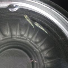 7/13めだか販売の画像