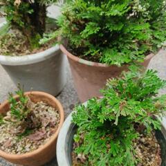 鉢植え★盆栽★岩ヒバ★イワヒバ★全5鉢の画像