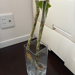 ドラセナ 2つで400円 の画像