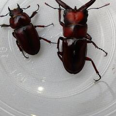 トカラノコギリクワガタ中之島産の画像