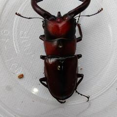トカラノコギリクワガタ中之島産の画像