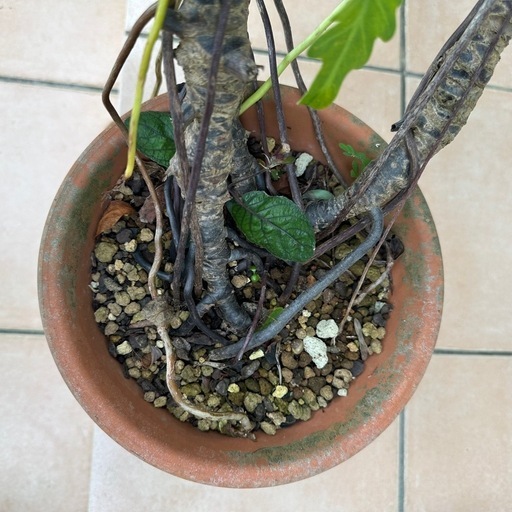 フィロデンドロン クッカパラ　観葉植物　室内　癒し　丈夫