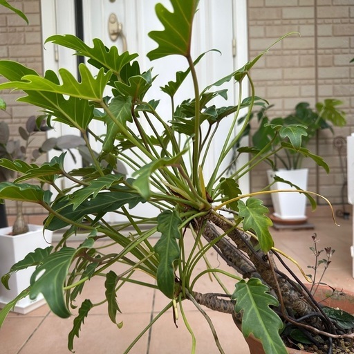 フィロデンドロン クッカパラ　観葉植物　室内　癒し　丈夫